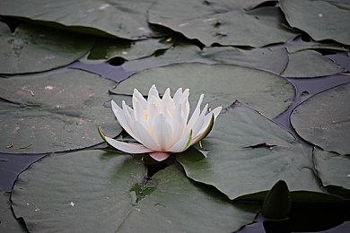 系列首次 《塞尔达传说：智慧的回响》由女总监佐野友美监督制作